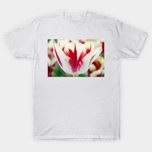 Tulipa  &#39;Grand Perfection&#39;  AGM   Triumph Group Tulip T-Shirt